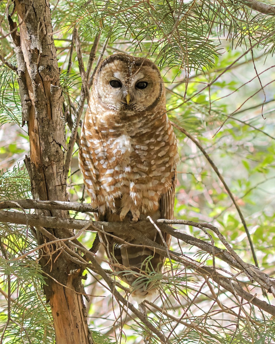Spotted Owl - Bob Walker