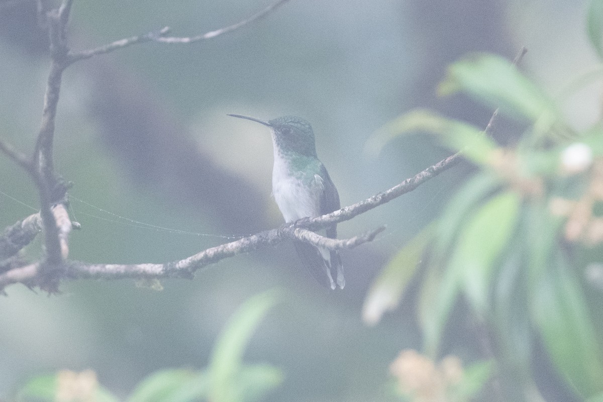 White-tailed Emerald - ML445061601