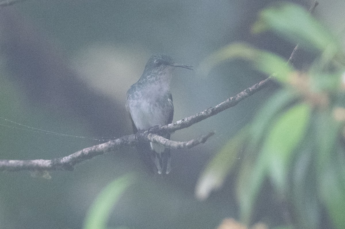 kolibřík zelenopláštíkový - ML445061691