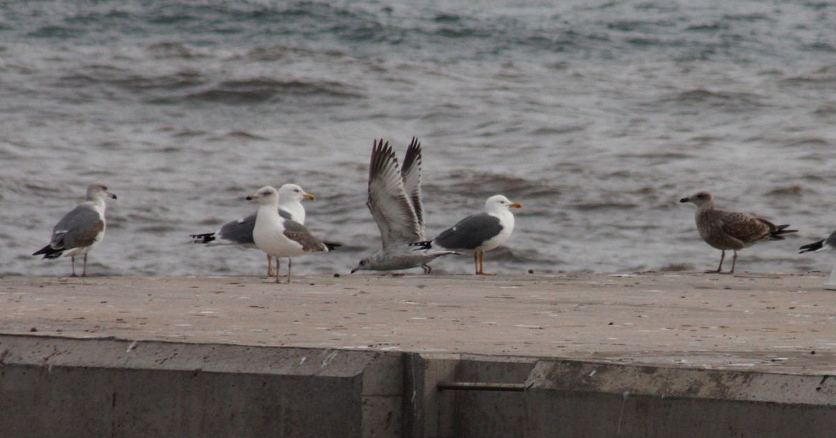 Ring-billed Gull - ML44506171