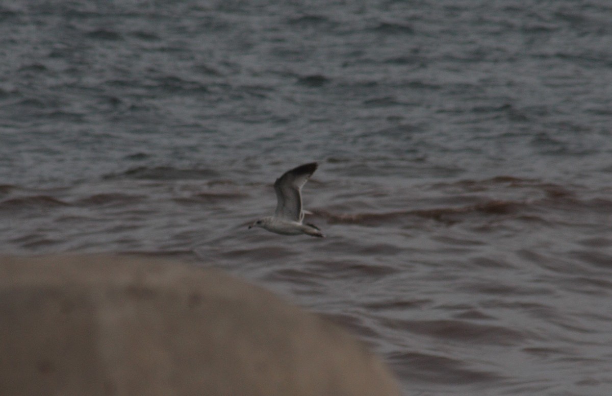 Ring-billed Gull - ML44506201