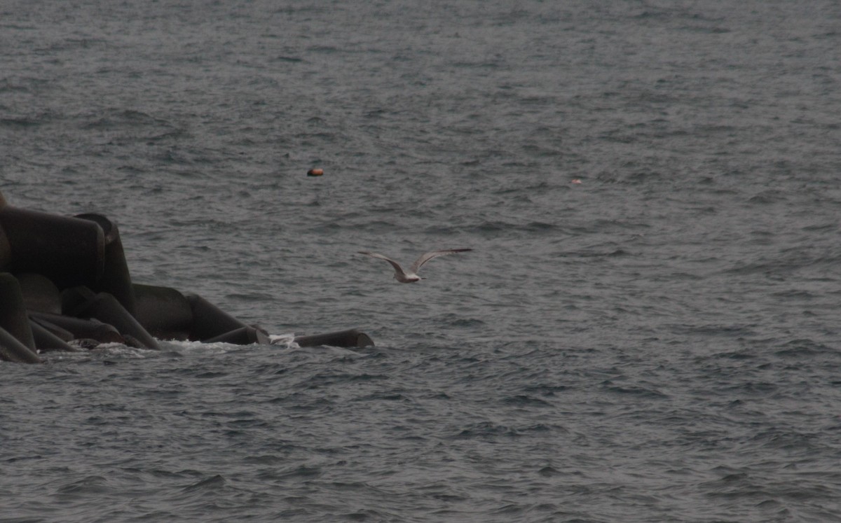 Gaviota de Delaware - ML44506211