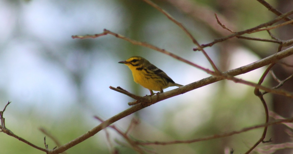 Prairie Warbler - ML445062631