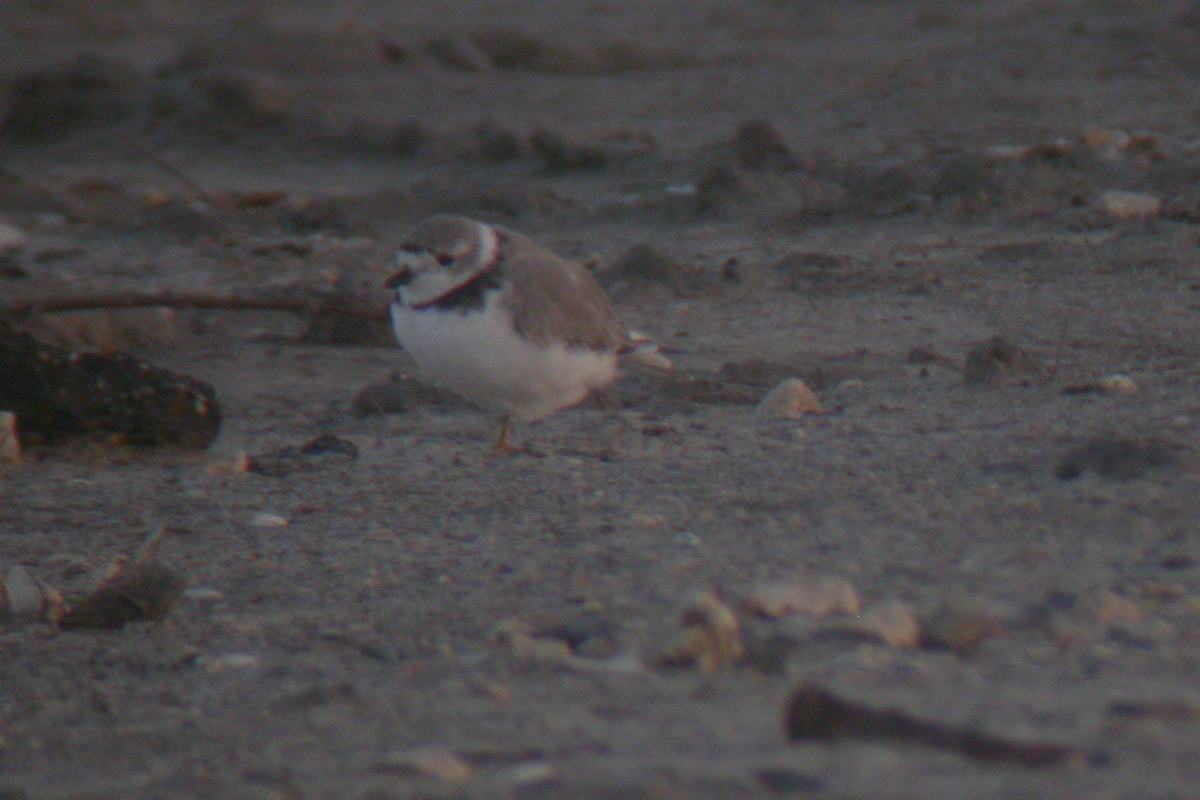 Piping Plover - ML44506411