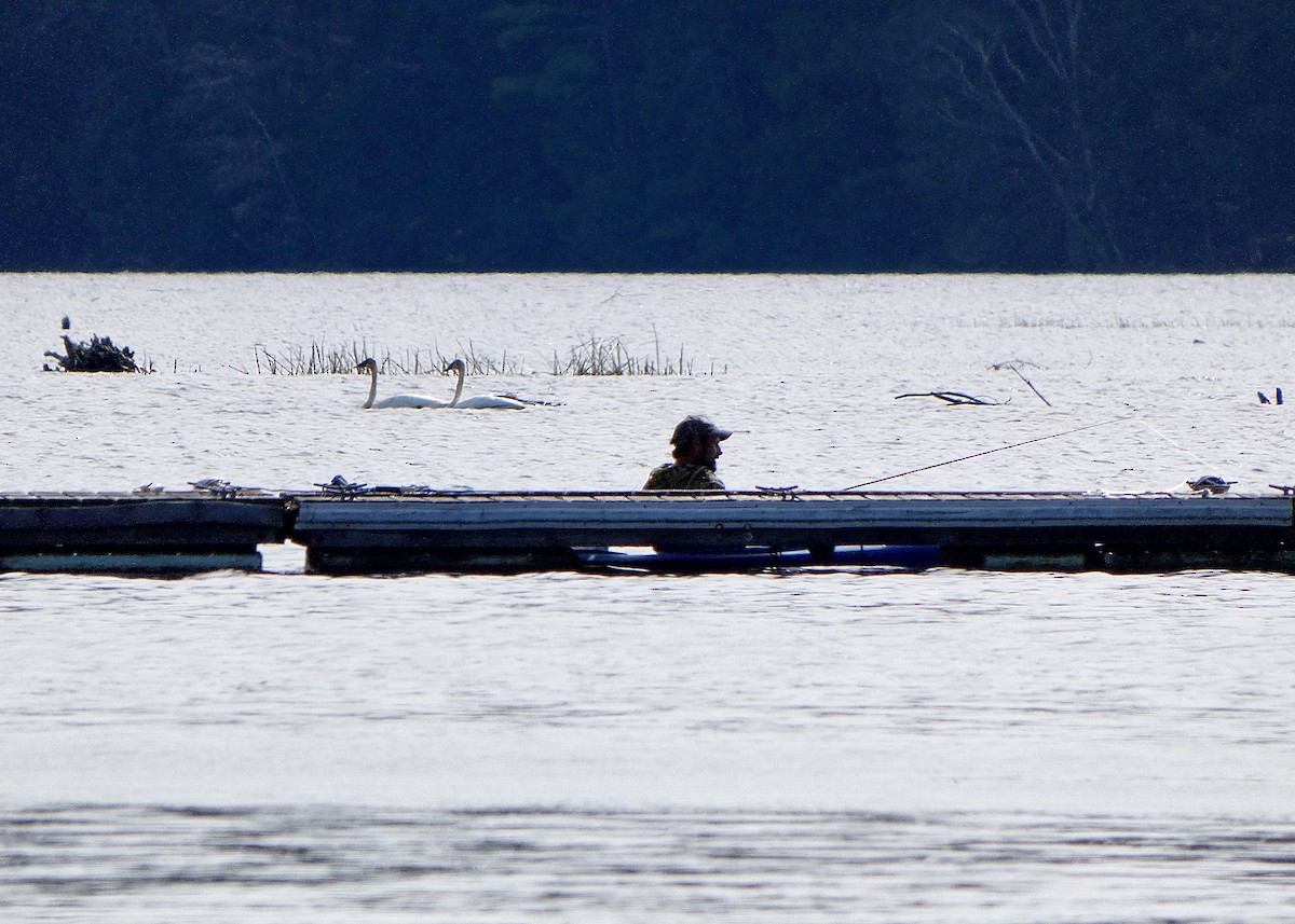 Trumpeter Swan - ML445064371