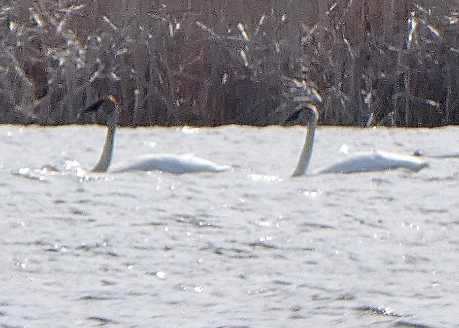 Trumpeter Swan - ML445065591