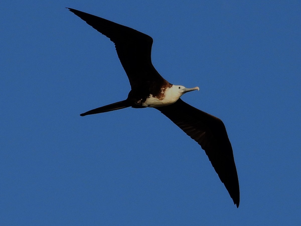 Magnificent Frigatebird - ML445065671