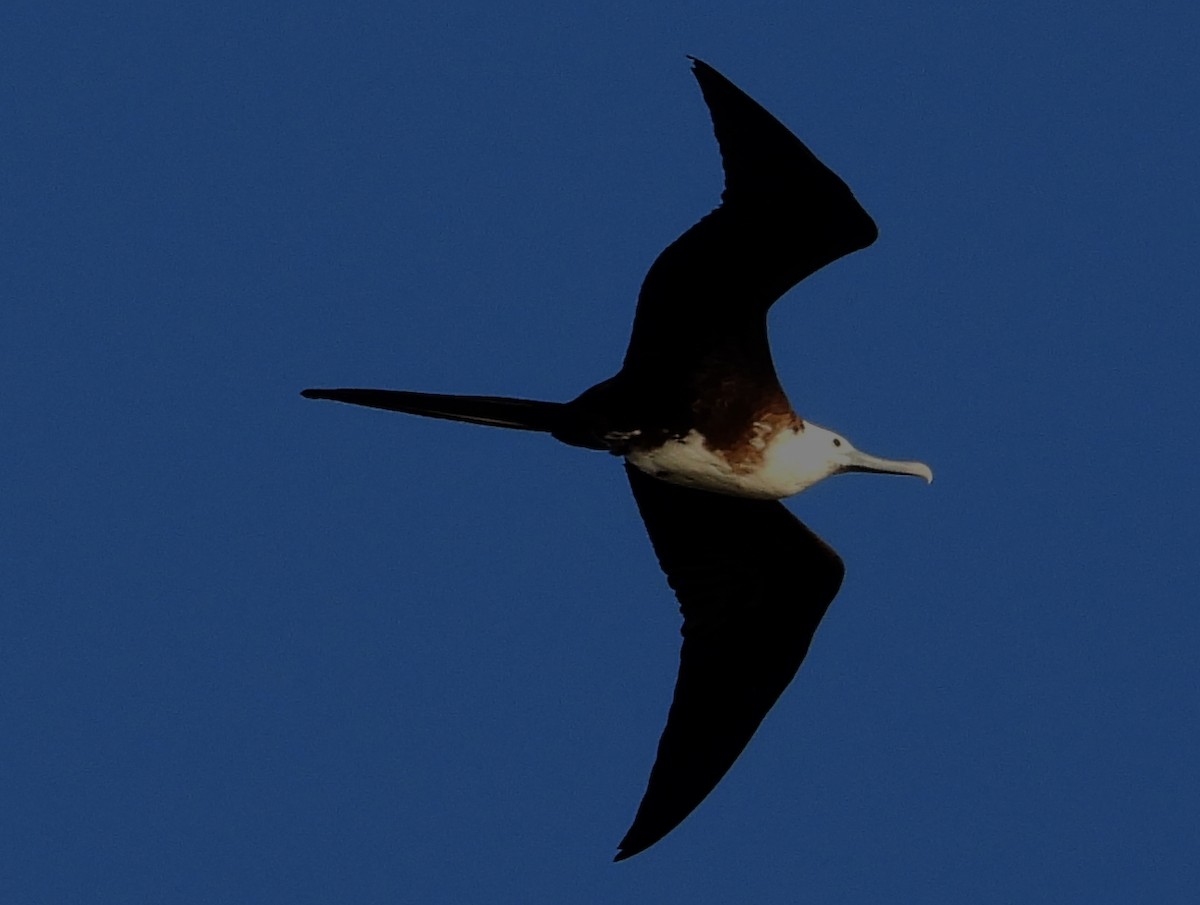 Magnificent Frigatebird - ML445065711