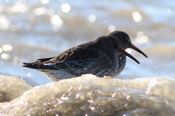 Purple Sandpiper - Ted Keyel