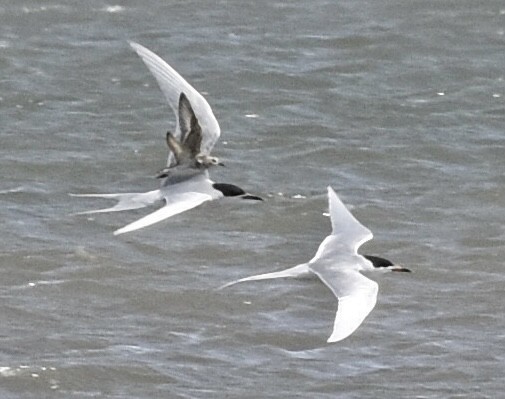 Forster's Tern - ML445068261