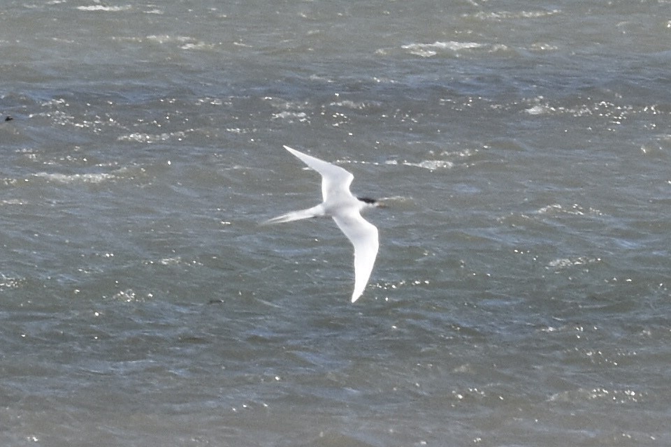 Forster's Tern - ML445068281