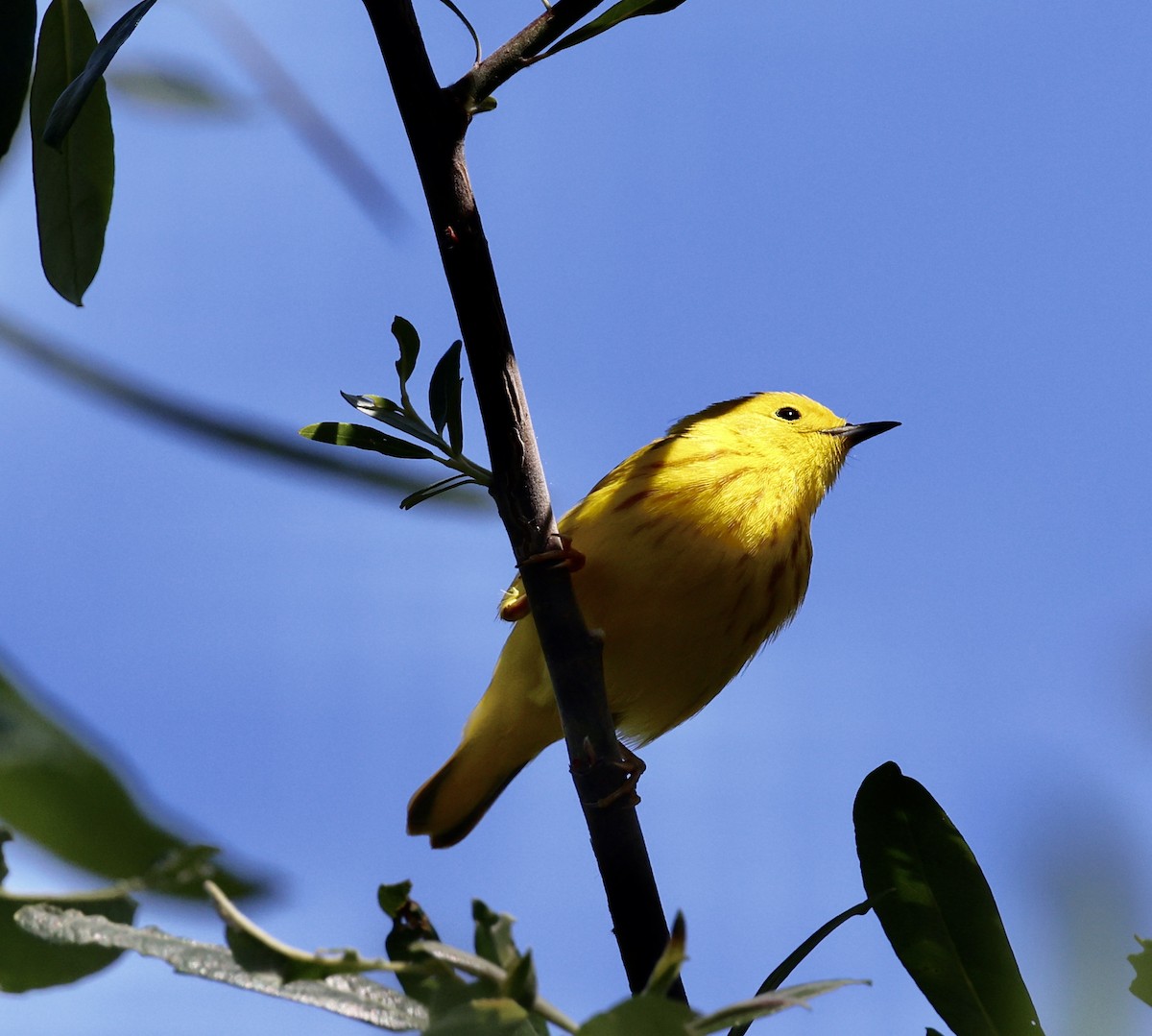 Paruline jaune - ML445071311