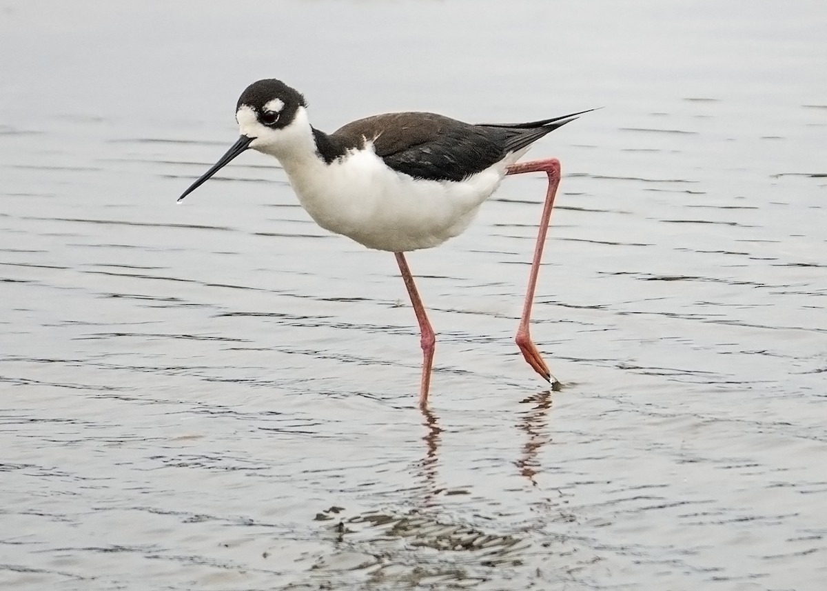 Black-necked Stilt - Ron Ridout