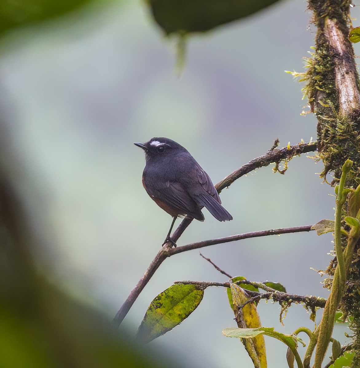 Chestnut-bellied Chat-Tyrant - ML445073481