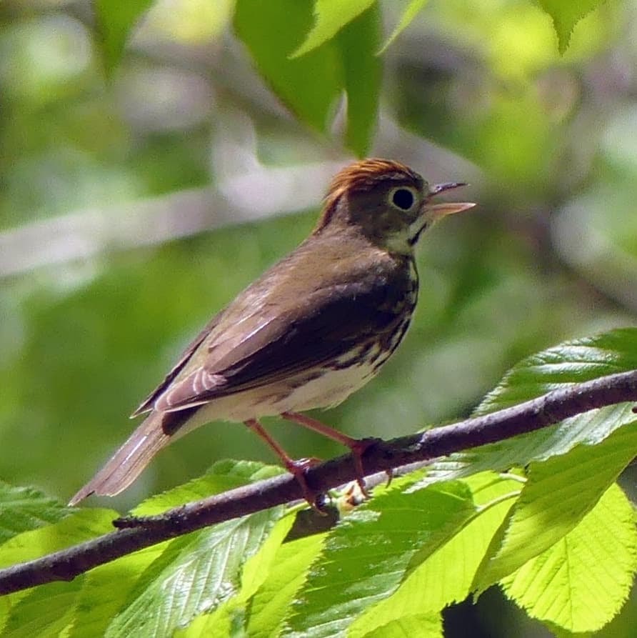 Ovenbird - ML445073701