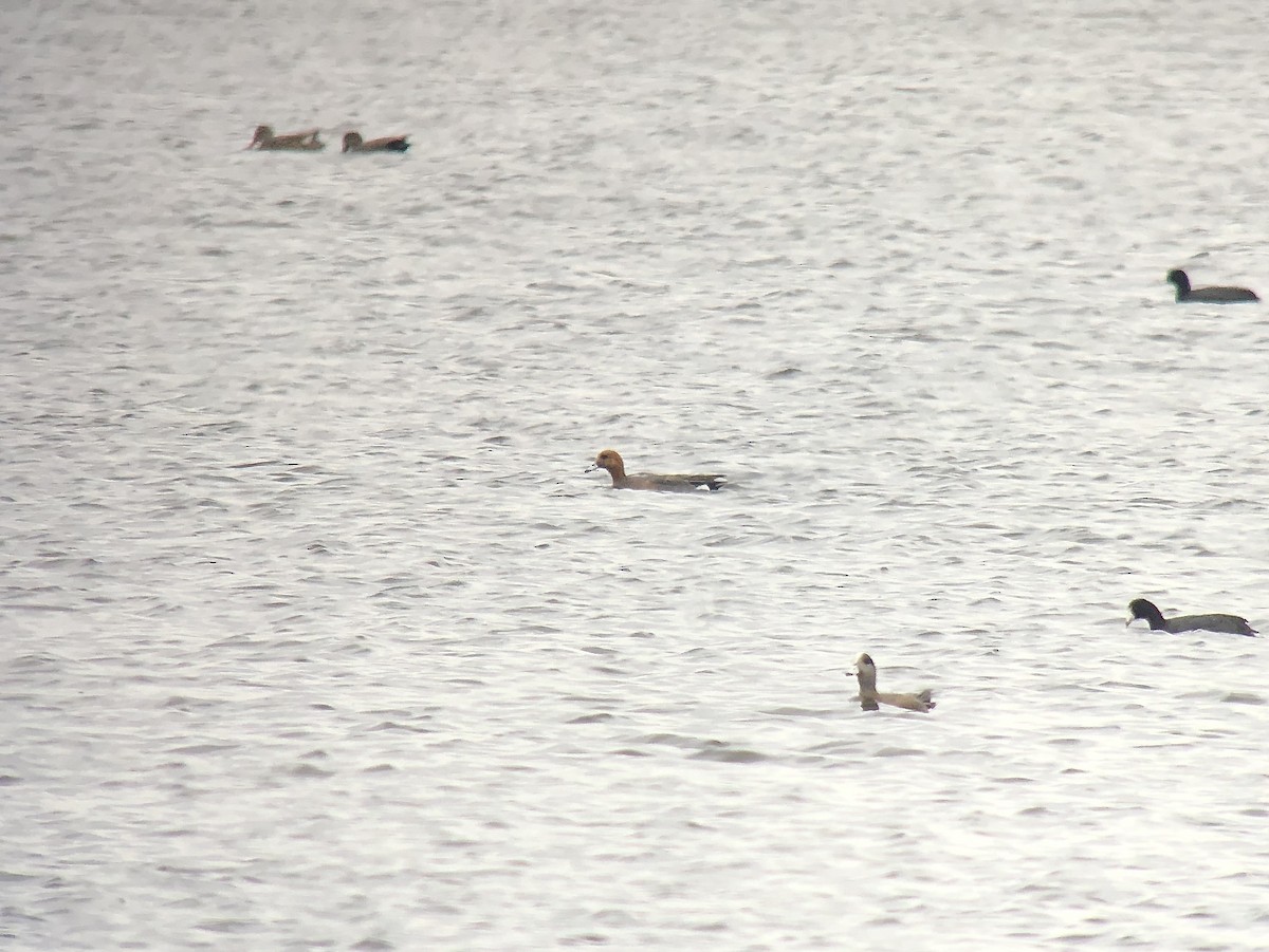 Eurasian Wigeon - ML445074661