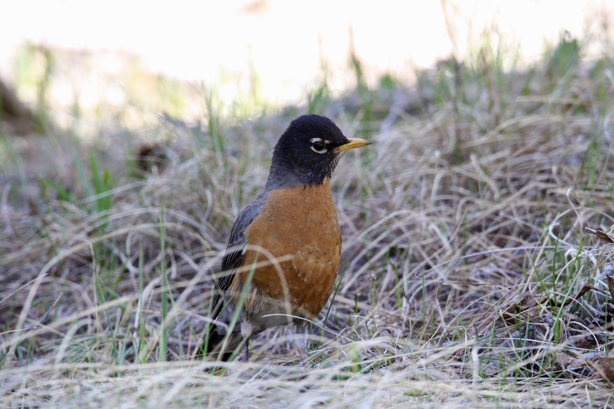 American Robin - ML445077581