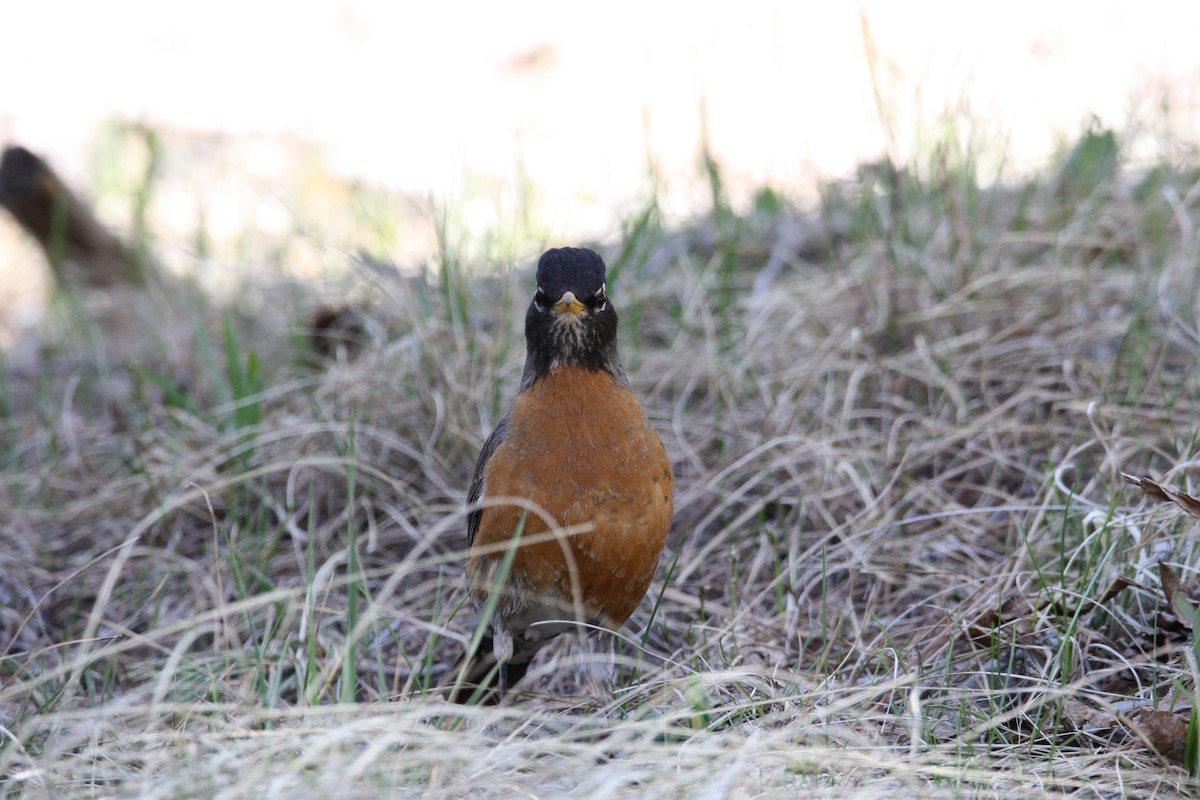 American Robin - ML445077641