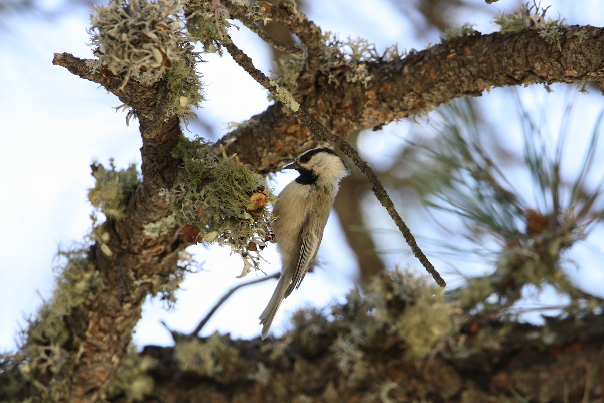 Mountain Chickadee - Camden Bruner