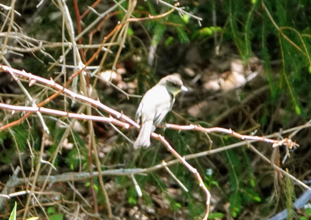 Eastern Phoebe - Celeste Echlin