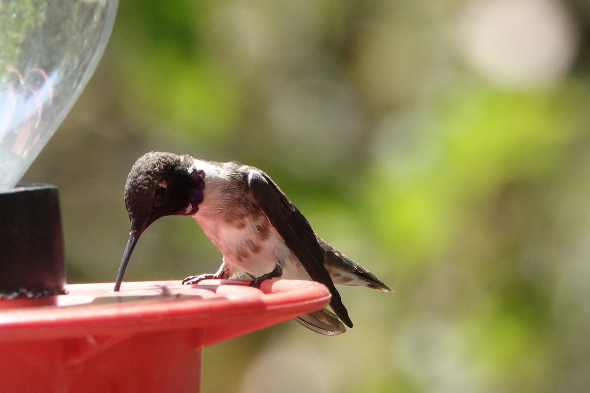 Colibri à gorge noire - ML445085971