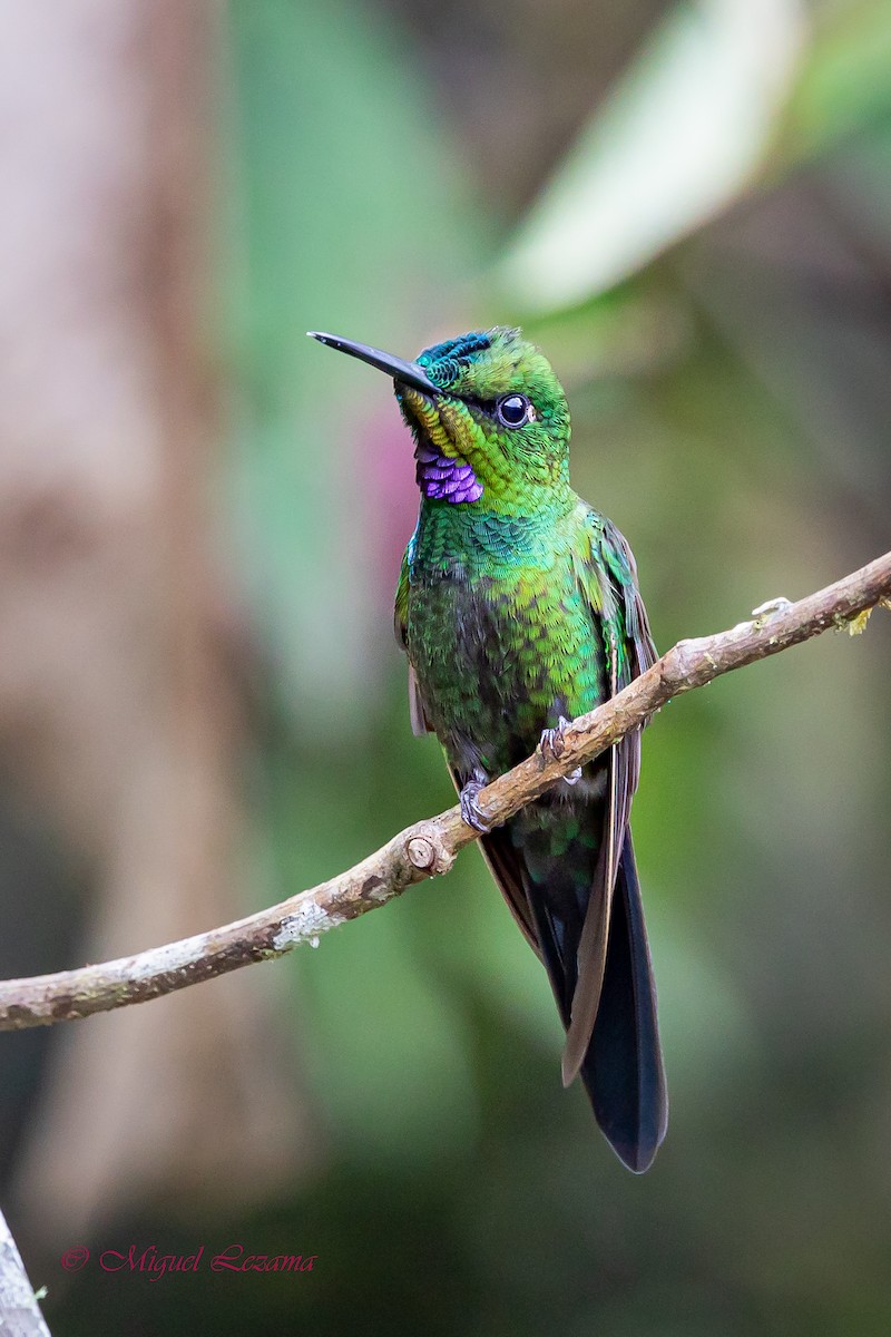 bird sp. - Miguel Lezama - Tanager Tours