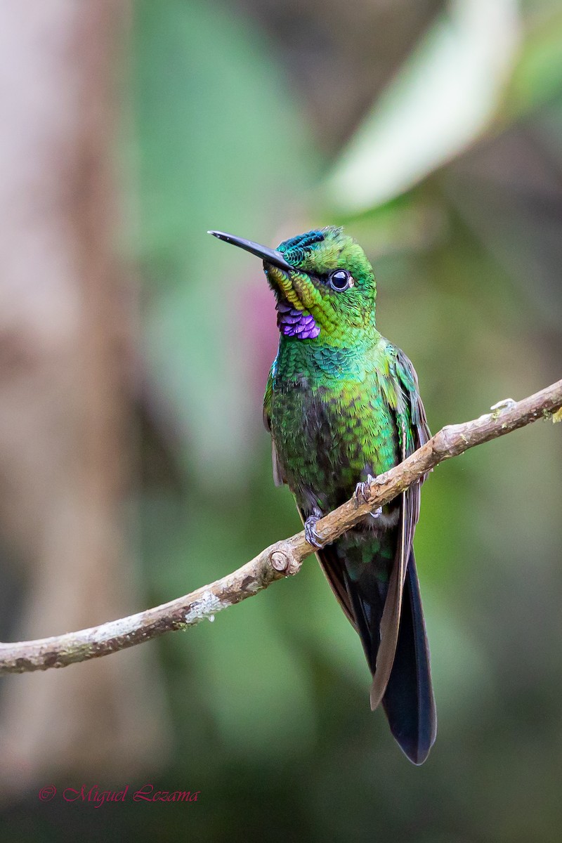 bird sp. - Miguel Lezama - Tanager Tours