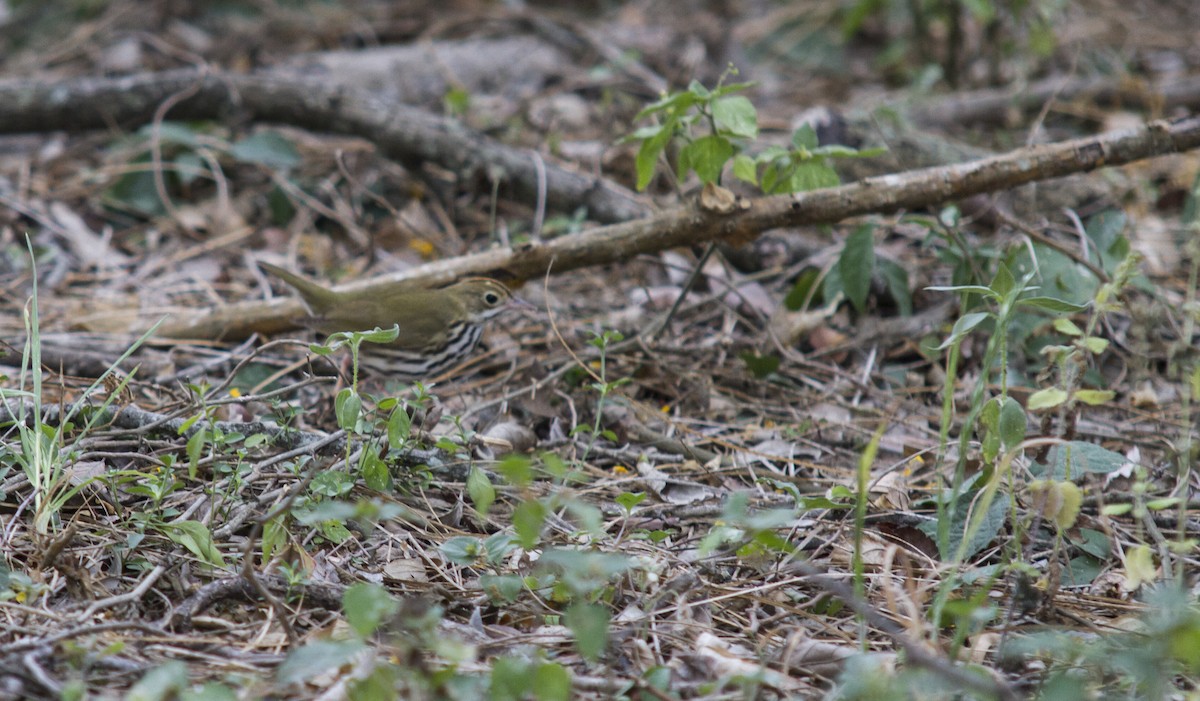 カマドムシクイ - ML445088281