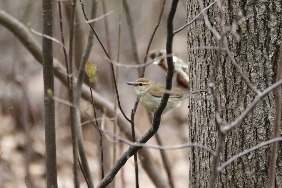 Swainson's Warbler - Mark Price