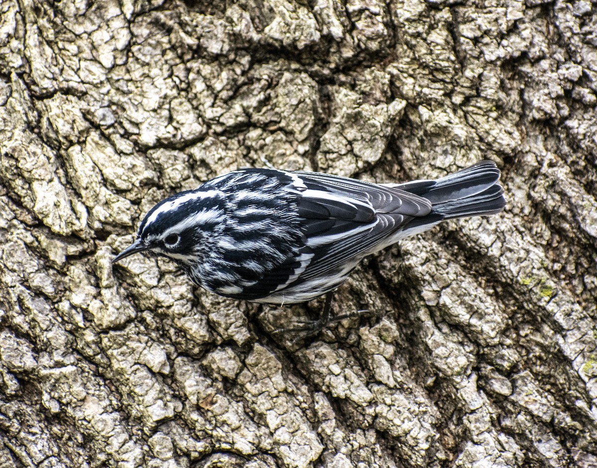 Black-and-white Warbler - ML445089551