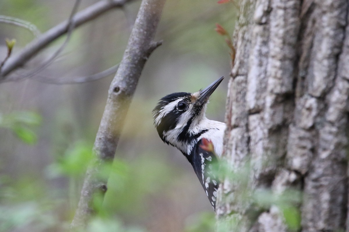 Hairy Woodpecker - Mark Price