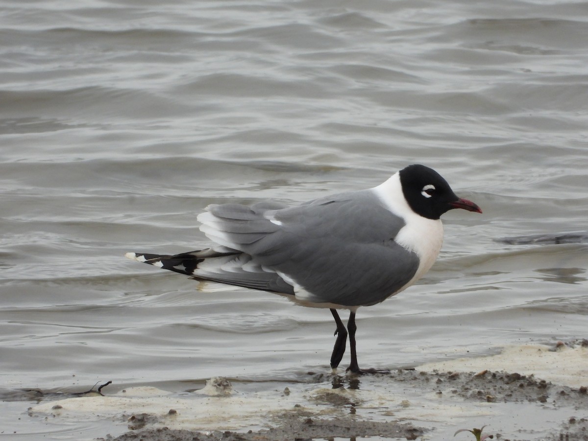 Franklin's Gull - ML445090691