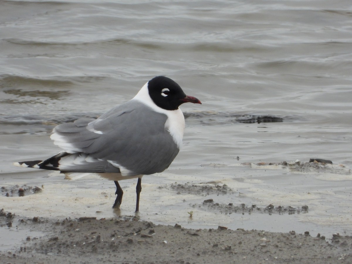 Franklin's Gull - ML445090701