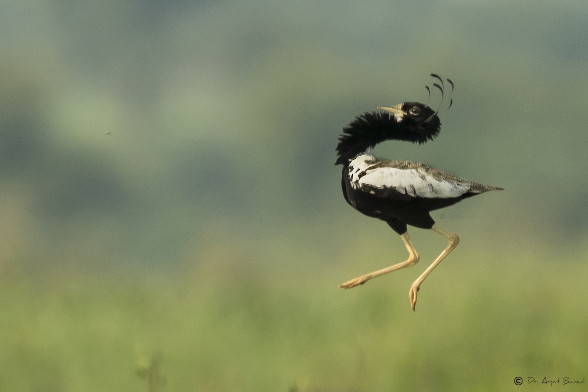 Lesser Florican - Arpit Bansal