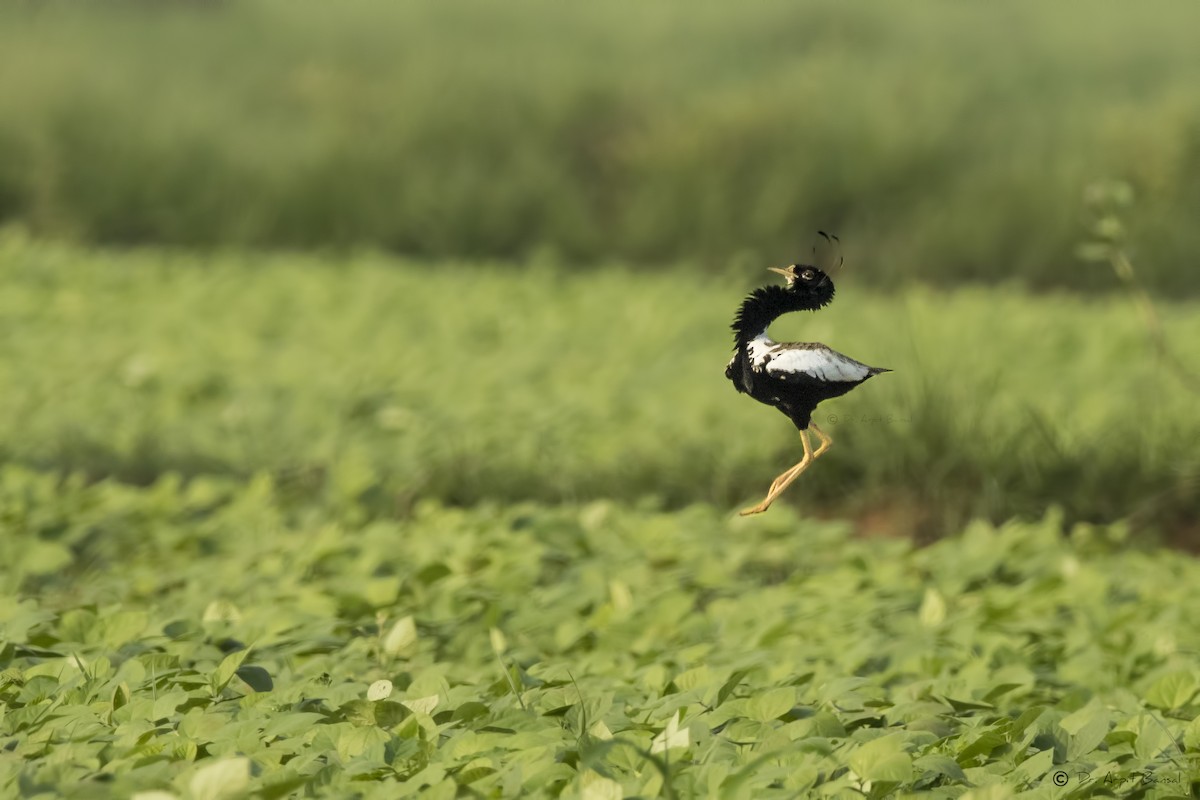 Lesser Florican - Arpit Bansal