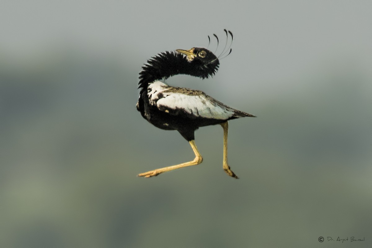 Lesser Florican - Arpit Bansal