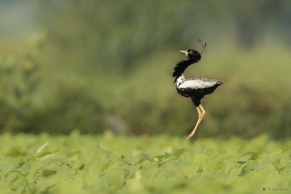 Lesser Florican - Arpit Bansal