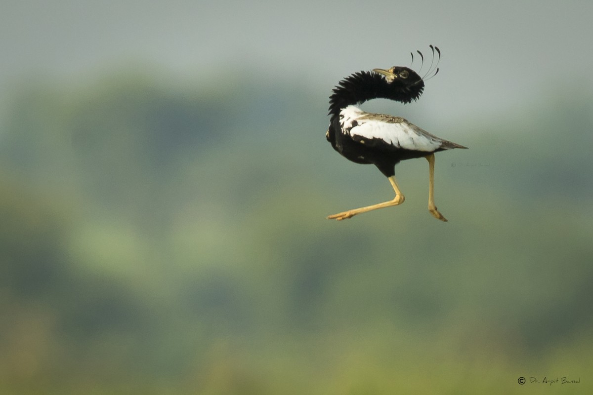 Lesser Florican - Arpit Bansal