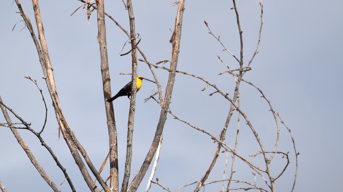 Yellow-headed Blackbird - Gina Correa