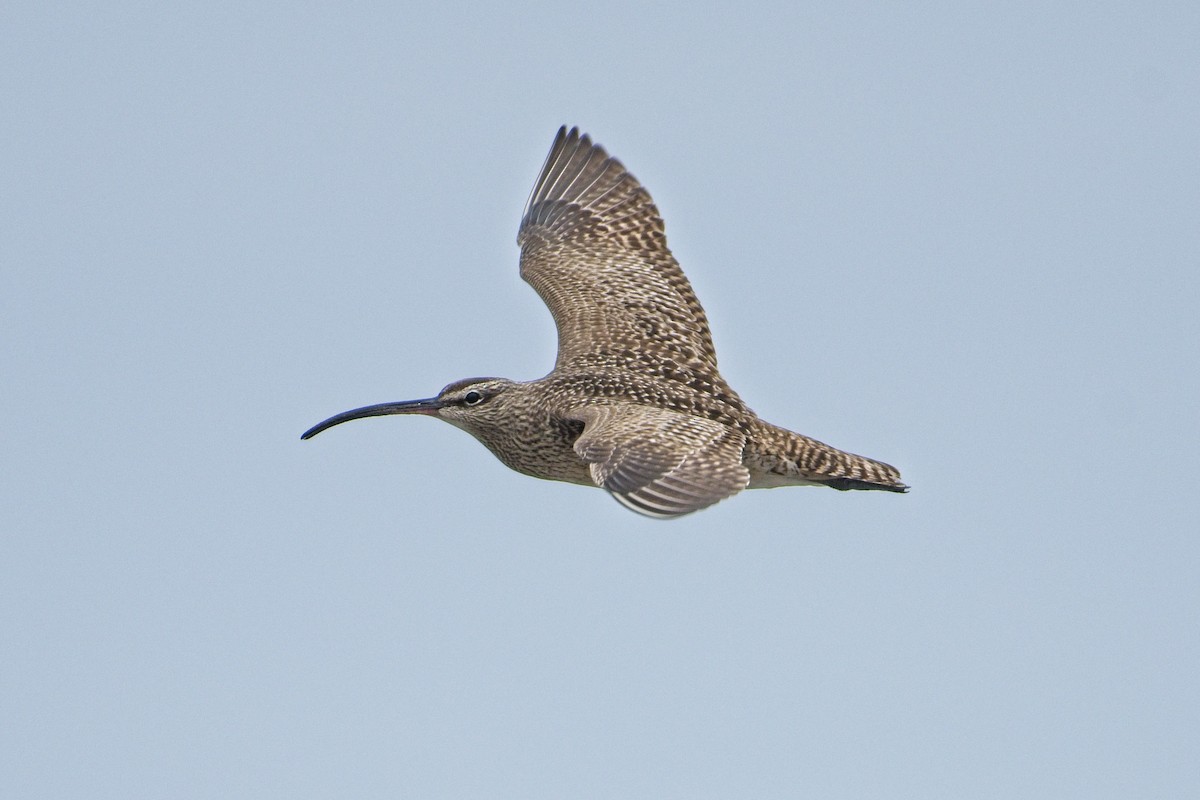 Whimbrel - James Moodie