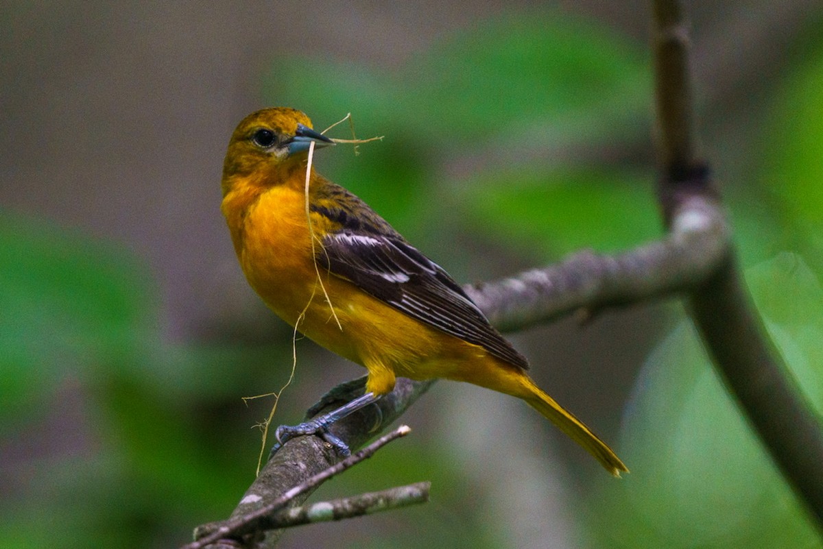 Baltimore Oriole - ML445092591