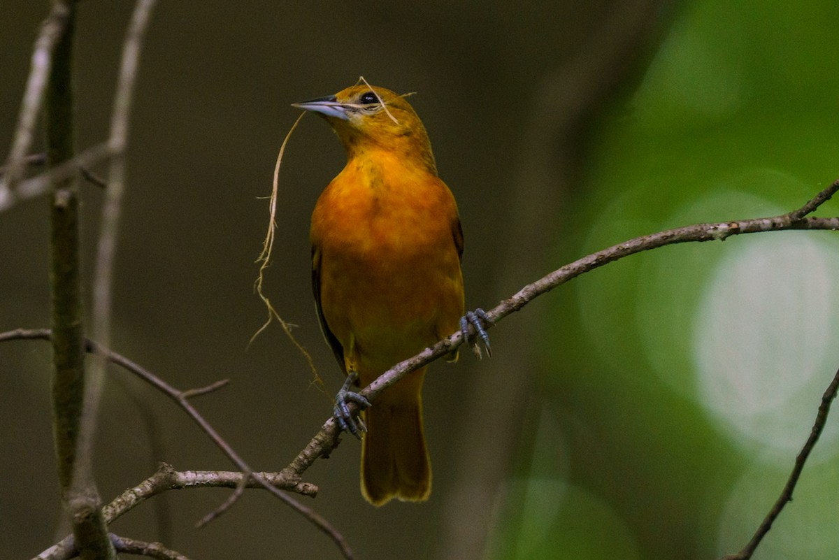 Baltimore Oriole - ML445092601
