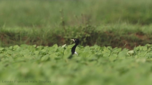 Lesser Florican - ML445093351