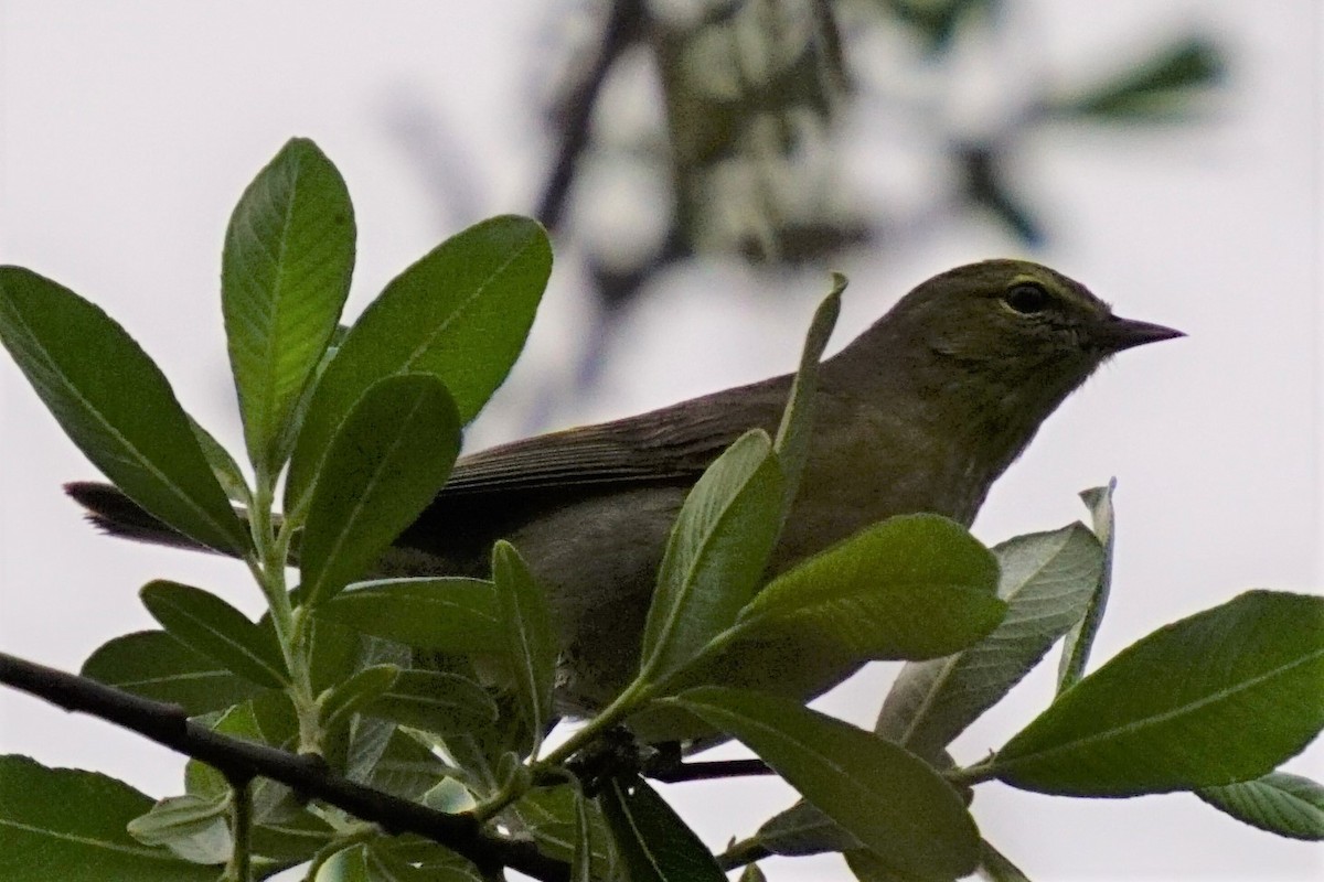 tanımsız Parulidae sp. - ML445093631