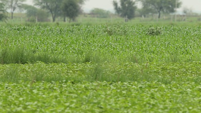 Lesser Florican - ML445093661