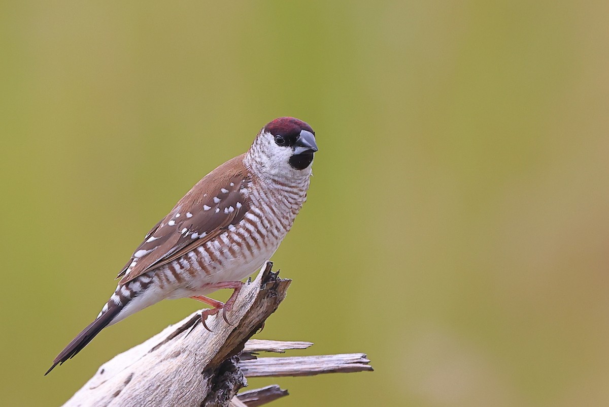 Plum-headed Finch - Tony Ashton