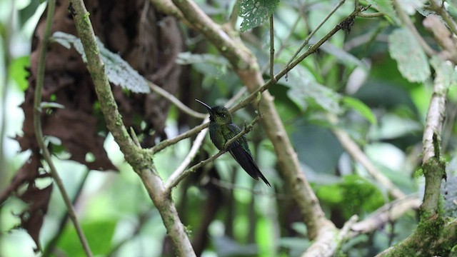 oiseau sp. - ML445094831