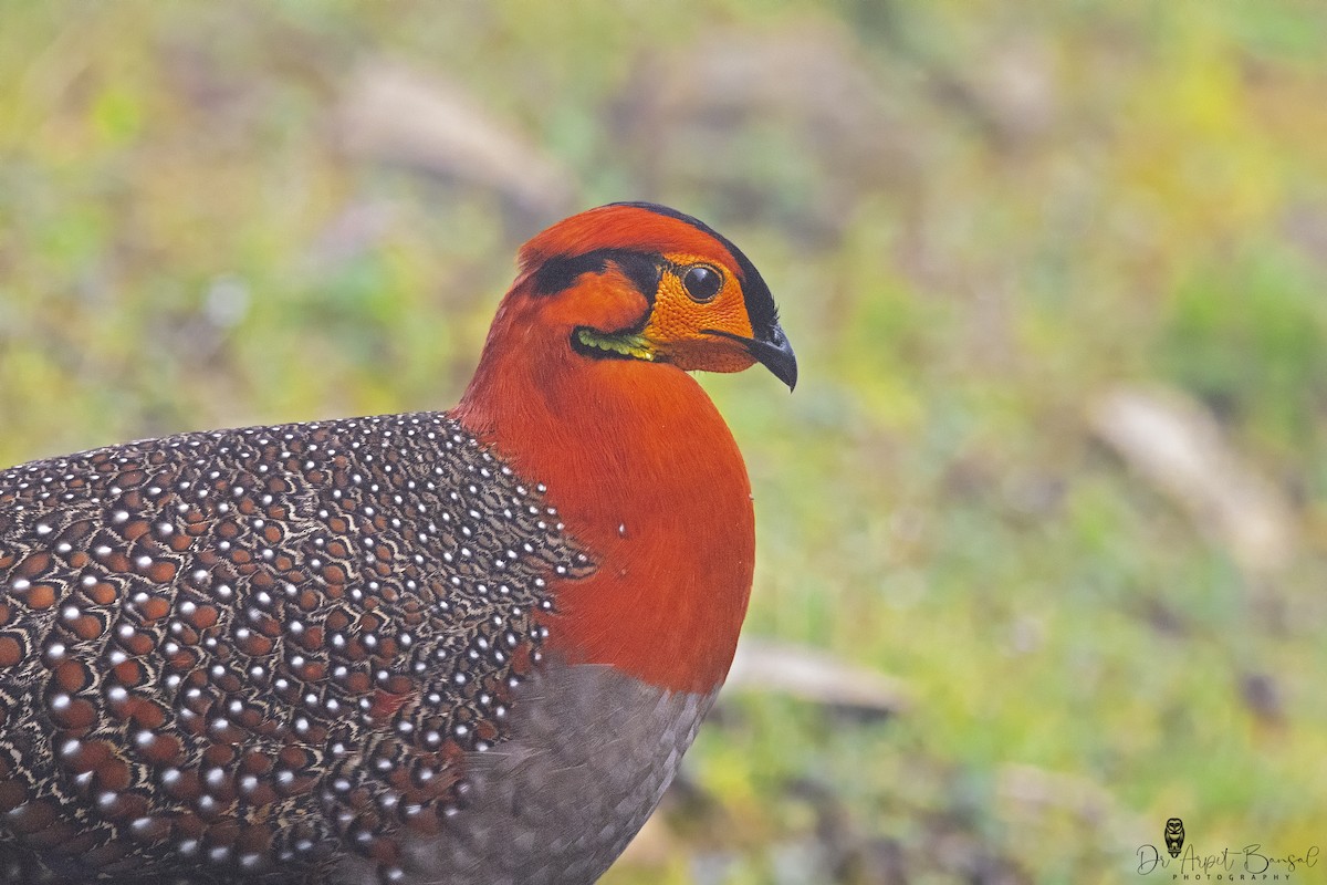 Blyth's Tragopan - ML445095021