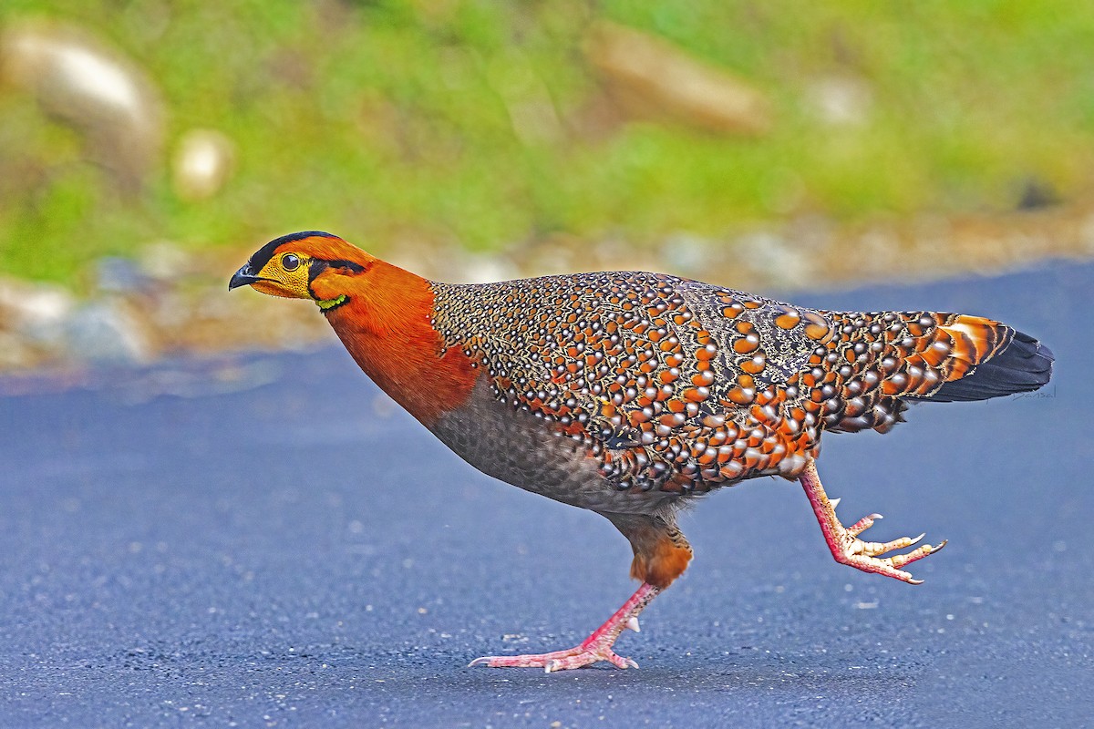 Blyth's Tragopan - ML445095091