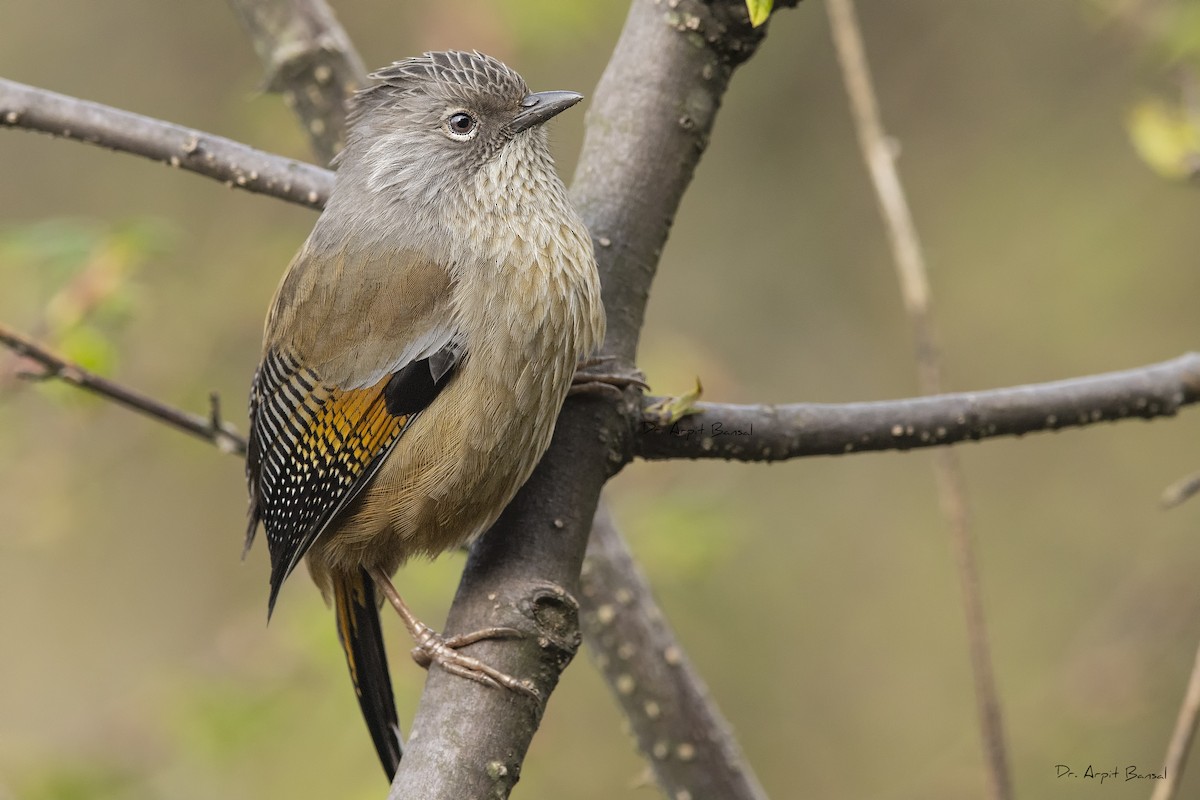 Streak-throated Barwing - Arpit Bansal